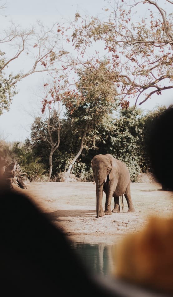 An elephant on safari