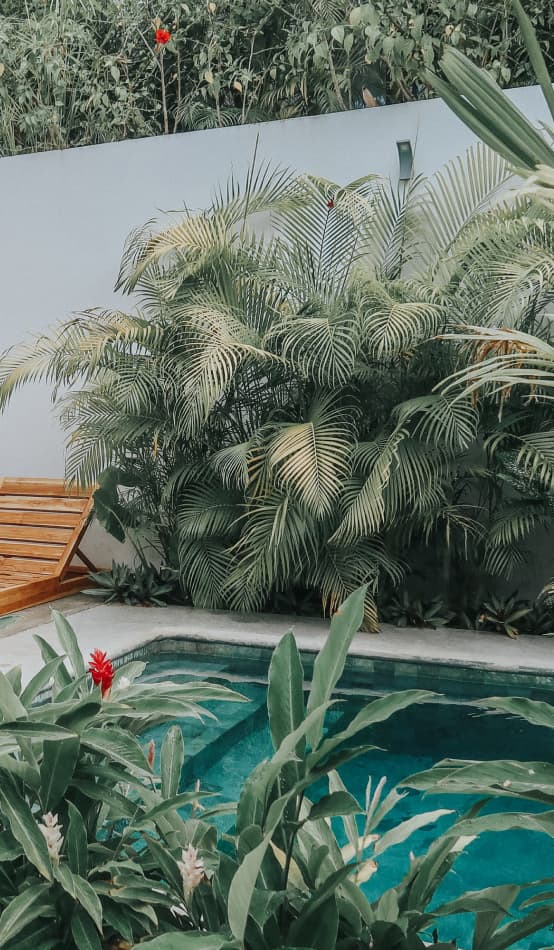 A swimming pool surrounded by tropical plants